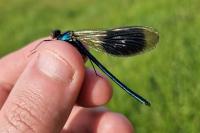 Calopteryx splendens splendens