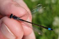 Ischnura elegans