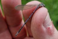 Coenagrion puella