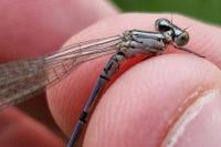 Coenagrion puella