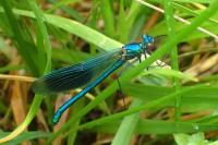 Calopteryx splendens splendens