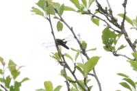 Libellula depressa