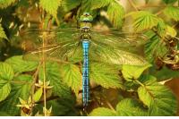 Anax imperator