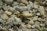 Orthetrum cancellatum