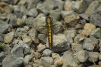 Orthetrum cancellatum