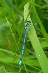 Coenagrion puella