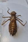 Epitheca bimaculata