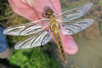 Epitheca bimaculata