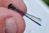 Coenagrion scitulum