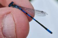 Coenagrion scitulum