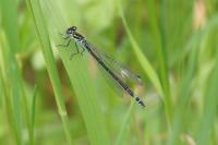 Coenagrion puella