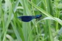Calopteryx splendens splendens