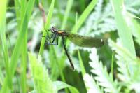 Calopteryx splendens splendens