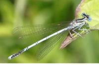 Platycnemis pennipes