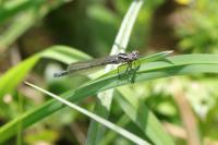 Coenagrion puella