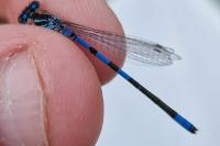 Coenagrion scitulum