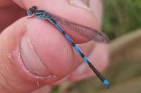 Erythromma lindenii