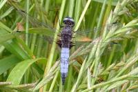 Libellula fulva