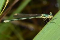 Lestes virens vestalis