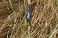 Orthetrum cancellatum