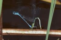 Coenagrion puella