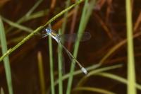 Lestes dryas