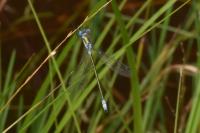 Lestes dryas