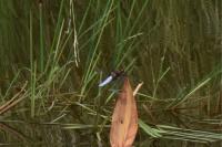 Libellula depressa