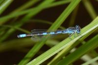 Coenagrion scitulum