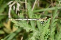 Platycnemis pennipes