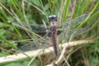 Libellula fulva