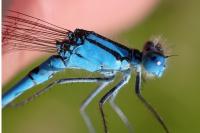 Enallagma cyathigerum
