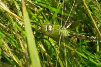 Anax imperator