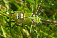 Anax imperator