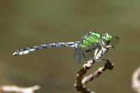 Ophiogomphus cecilia