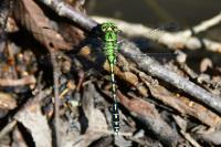 Ophiogomphus cecilia