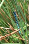 Coenagrion mercuriale
