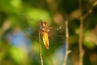 Libellula depressa