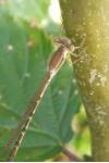 Sympecma fusca