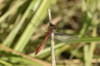 Sympetrum sanguineum