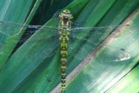 Aeshna cyanea