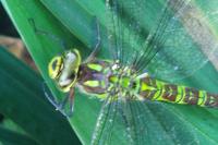 Aeshna cyanea