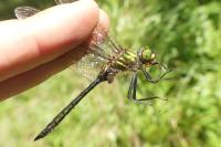 Somatochlora metallica
