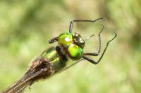 Somatochlora metallica