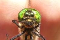 Somatochlora metallica