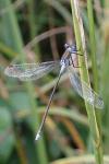 Lestes sponsa