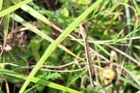 Sympecma fusca