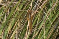 Orthetrum cancellatum