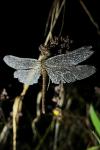 Sympetrum meridionale