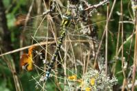 Aeshna cyanea